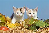CAT 03 SS0016 01
Calico Tabby Kittens Standing On Straw And Leaves
