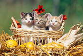 CAT 03 SS0017 01
Three Tabby Kittens Sitting In Wicker Basket On Straw