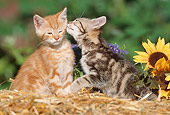 CAT 03 SS0019 01
Two Tabby Kittens Sitting On Straw Sniffing