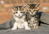 CAT 03 SS0020 01
Two Tabby Kittens Sitting On Gray Cloth