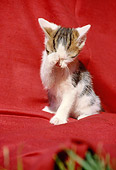 CAT 03 SS0022 01
Tabby And White Kitten Sitting On Red Cloth Covering Face With Paw