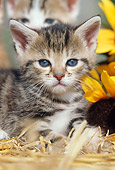 CAT 03 SS0024 01
Close-Up Of Tabby Kitten Laying On Straw