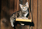 CAT 03 SS0025 01
Tabby Kitten Sitting On Swing