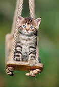 CAT 03 SS0026 01
Tabby Kitten Sitting On Swing