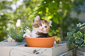CAT 03 YT0002 01
American Curl Kitten Sitting In Flower Pot