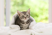CAT 03 YT0006 01
American Shorthair Kitten Sitting Under White Blanket