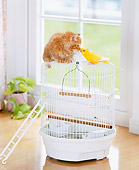CAT 03 YT0008 01
Orange Tabby Kitten Sitting On White Birdcage Kissing Canary