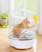 CAT 03 YT0009 01
Orange Tabby Kitten Standing Inside White Birdcage Looking At Canary
