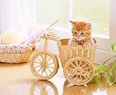 CAT 03 YT0011 01
Orange Tabby Kitten Sitting In Wicker Trike Basket