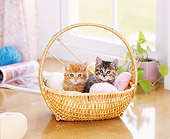 CAT 03 YT0012 01
Two Tabby Kittens Sitting In Wicker Basket With Yarn