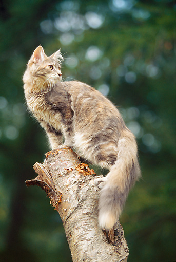 Hawk :I CAT-04-AB0002-01P
