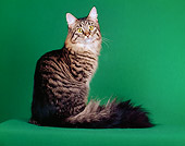 CAT 04 CH0001 01
Maine Coon Sitting In Green Studio