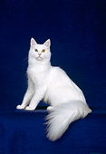 CAT 04 CH0003 01
White Maine Coon With Heterochromia Sitting In Blue Studio