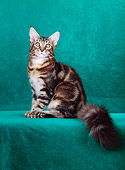 CAT 04 CH0004 01
Maine Coon Brown Classic Tabby Sitting In Green Studio