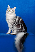CAT 04 CH0006 01
Maine Coon Blue Silver Classic Tabby Sitting In Blue Studio
