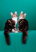 CAT 04 CH0008 01
Two Maine Coon Brown, Classic And White Kittens Sitting In Green Studio