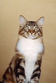 CAT 04 CH0010 01
Maine Coon Brown, Classic And White Cat In Beige Studio