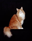 CAT 04 CH0011 01
Maine Coon Red, Classic And White Cat In Black Studio