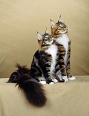 CAT 04 CH0013 01
Two Maine Coon Brown, Classic, Tabby And White Cats Sitting In Beige Studio