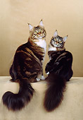 CAT 04 CH0014 01
Two Maine Coon Brown, Classic, Tabby And White Cats Sitting In Beige Studio