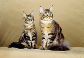 CAT 04 CH0015 01
Maine Coon Brown Classic Tabby And Kitten Sitting In Beige Studio