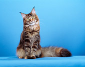 CAT 04 CH0016 01
Maine Coon Brown Patched Tabby Sitting In Blue Studio