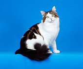 CAT 04 CH0017 01
Maine Coon Brown, Classic, Tabby And White Sitting In Blue Studio