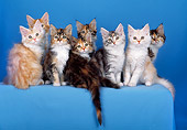 CAT 04 CH0018 01
Variety Of Maine Coon Kittens Sitting In Blue Studio