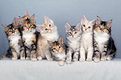 CAT 04 CH0019 01
Variety Of Maine Coon Kittens Sitting In Gray Studio