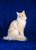CAT 04 CH0020 01
Maine Coon Red Silver Classic Tabby Sitting In Blue Studio