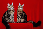 CAT 04 CH0022 01
Two Maine Coon Brown, Classic Tabby Cats Sitting In Red Studio