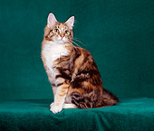 CAT 04 CH0023 01
Maine Coon Brown, Torbie And White Cat Sitting In Green Studio