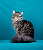CAT 04 CH0026 01
Maine Coon Brown Mackerel Tabby Sitting In Blue Studio