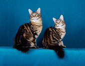 CAT 04 CH0028 01
Two Maine Coon Brown And Classic Tabbys Sitting In Teal Studio