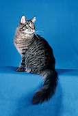 CAT 04 CH0031 01
Maine Coon Brown Mackerel Tabby Sitting In Blue Studio