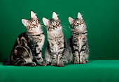 CAT 04 CH0032 01
Maine Coon Brown Mackerel Tabby And Two Classic Sitting In Green Studio