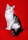 CAT 04 CH0033 01
Maine Coon Silver, Classic And White Tabby Sitting In Red Studio
