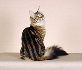 CAT 04 CH0034 01
Maine Coon Brown Classic Tabby Sitting In Studio