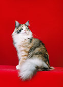 CAT 04 CH0035 01
Maine Coon Smoke Calico Sitting In Red Studio