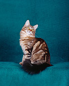 CAT 04 CH0036 01
Maine Coon Brown Classic Tabby Sitting In Green Studio