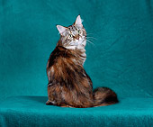CAT 04 CH0037 01
Maine Coon Brown Patched Tabby Sitting In Green Studio