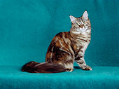 CAT 04 CH0038 01
Maine Coon Brown Patched Tabby Sitting In Green Studio