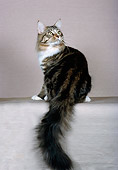 CAT 04 CH0041 01
Maine Coon Brown Classic White Tabby Sitting In Studio