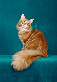 CAT 04 CH0045 01
Maine Coon Red Classic Tabby Sitting In Green Studio