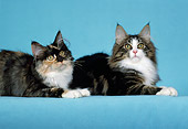 CAT 04 CH0046 01
Maine Coon Tortie And White, Tabby And Smoke Laying In Light Blue Studio