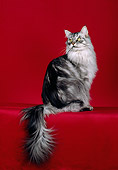 CAT 04 CH0047 01
Maine Coon Silver Classic Tabby Sitting In Red Studio