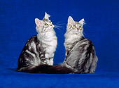 CAT 04 CH0049 01
Two Maine Coon Silver Classic Shaded Sitting In Blue Studio