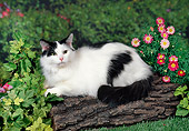 CAT 04 FA0001 01
Maine Coon Laying On Log In Garden