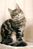CAT 04 JE0001 01
Brown Maine Coon Tabby Kitten Sitting On Cat Post