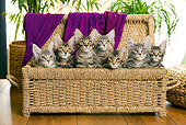 CAT 04 JE0003 01
Group Of Maine Coon Kittens Sitting In Basket With Purple Blanket